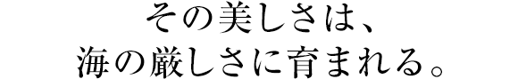 その美しさは、海の厳しさに育まれる。