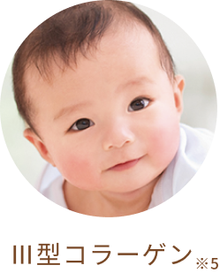 Ⅲ型コラーゲン※5