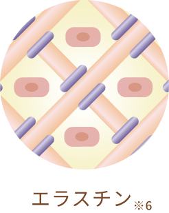 エラスチン※6