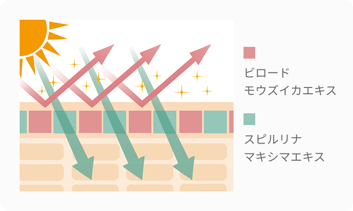 ビロード モウズイカエキス スピルリナ マキシマエキス