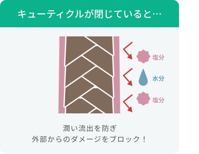 キューティクルが閉じていると…  塩分 水分 塩分  潤い流出を防ぎ外部からのダメージをブロック！