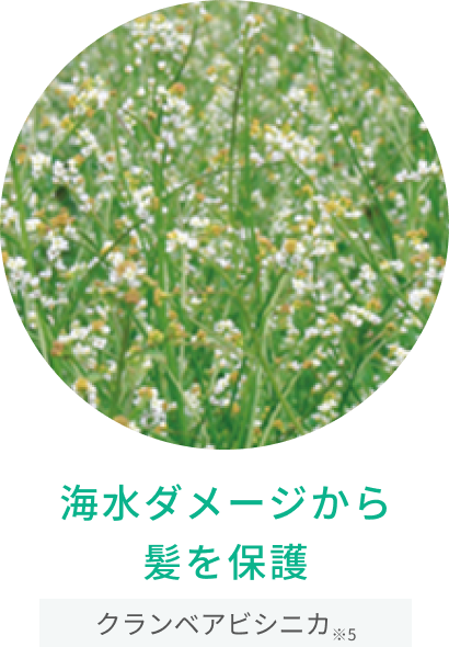 海水ダメージから髪を保護  クランベアビシニカ※5