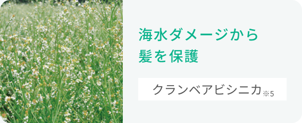 海水ダメージから髪を保護  クランベアビシニカ※5