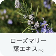 ローズマリー葉エキス※9
