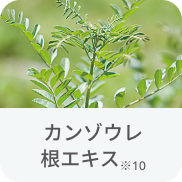 カンゾウ根エキス※10