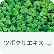 ツボクサエキス※12