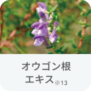 オウゴン根エキス※13
