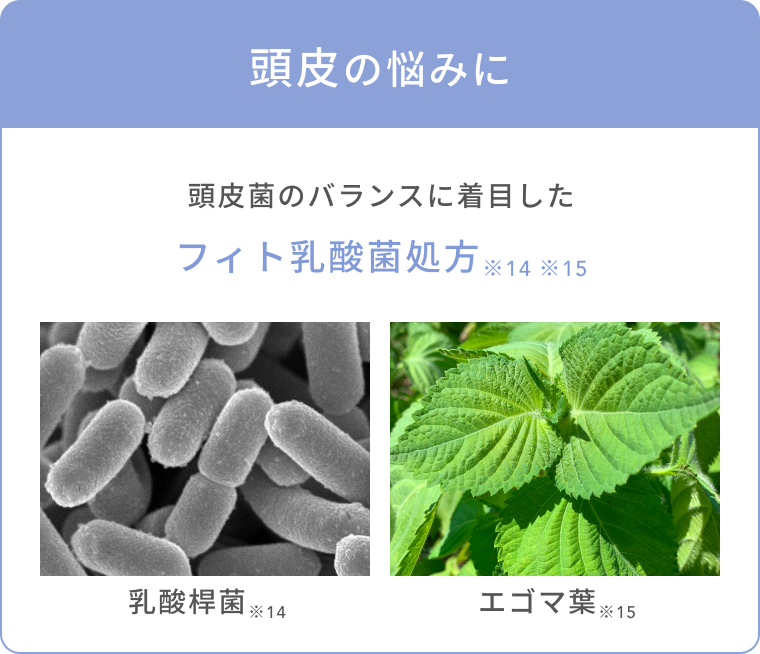 頭皮の悩みに  頭皮菌のバランスに着目したフィト乳酸菌処方  ※14 ※15  乳酸桿菌※14  エゴマ葉※15