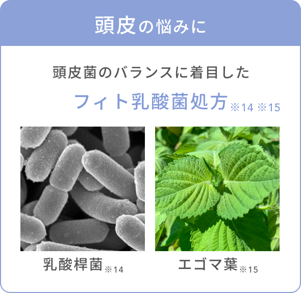 頭皮の悩みに 頭皮菌のバランスに着目したフィト乳酸菌処方 ※14 ※15 乳酸桿菌※14 エゴマ葉※15