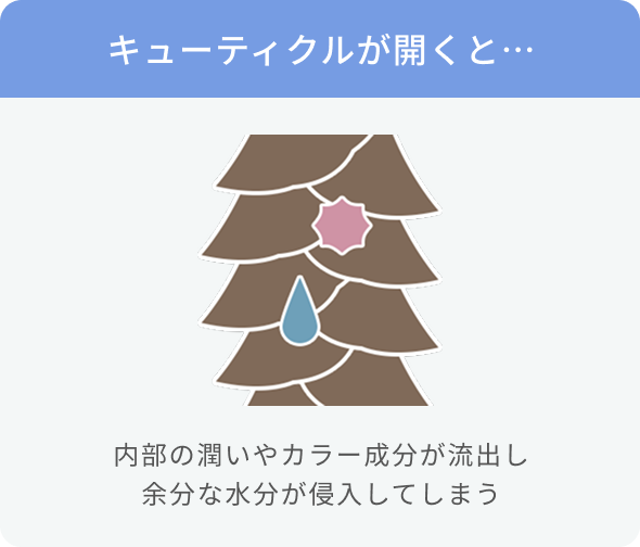 キューティクルが開くと…  内部の潤いやカラー成分が流出し余分な水分が侵入してしまう