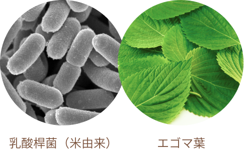 乳酸桿菌(米由来) エゴマ葉