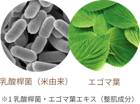 乳酸桿菌(米由来) エゴマ葉 ※1 乳酸桿菌・エゴマ葉エキス(整肌成分)