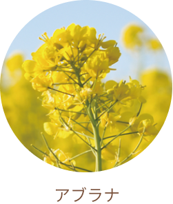 アブラナ