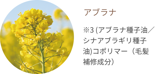 アブラナ ※3 (アブラナ種子油/シナアブラギリ種子油)コポリマー(毛髪補修成分)