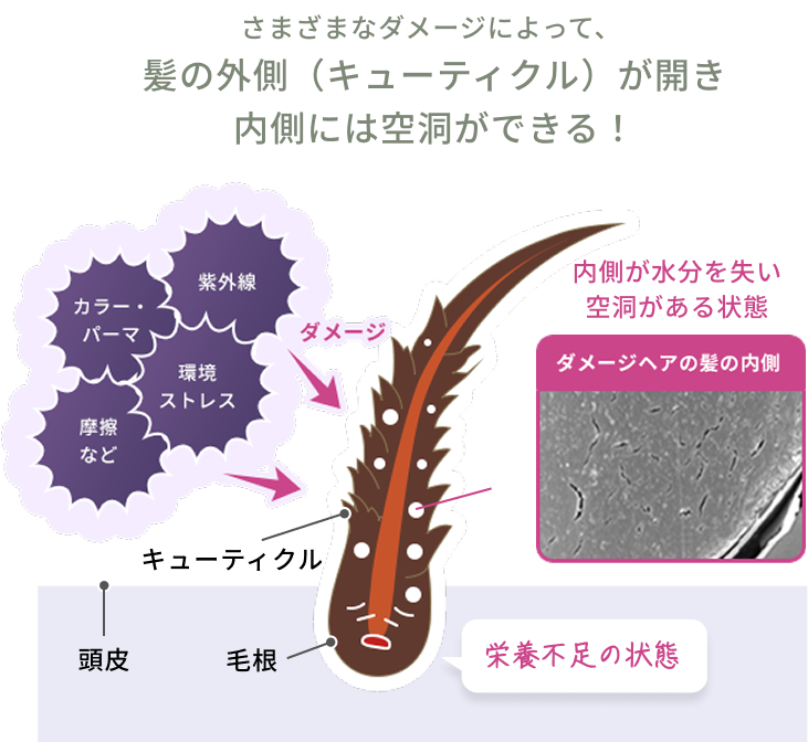 さまざまなダメージによって、髪の外側（キューティクル）が開き 内側には空洞ができる！  内側が水分を失い空洞がある状態  頭皮  キューティクル  毛根  栄養不足の状態