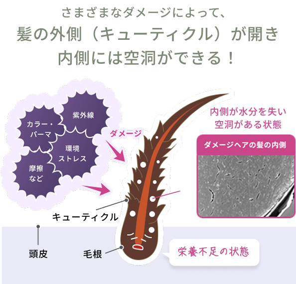 さまざまなダメージによって、髪の外側（キューティクル）が開き 内側には空洞ができる！  内側が水分を失い空洞がある状態  頭皮  キューティクル  毛根  栄養不足の状態