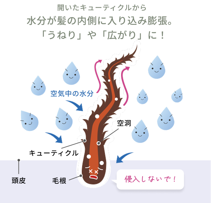 開いたキューティクルから水分が髪の内側に入り込み膨張。「うねり」や「広がり」に！  空気中の水分  空洞  頭皮  キューティクル  毛根  侵入しないで！