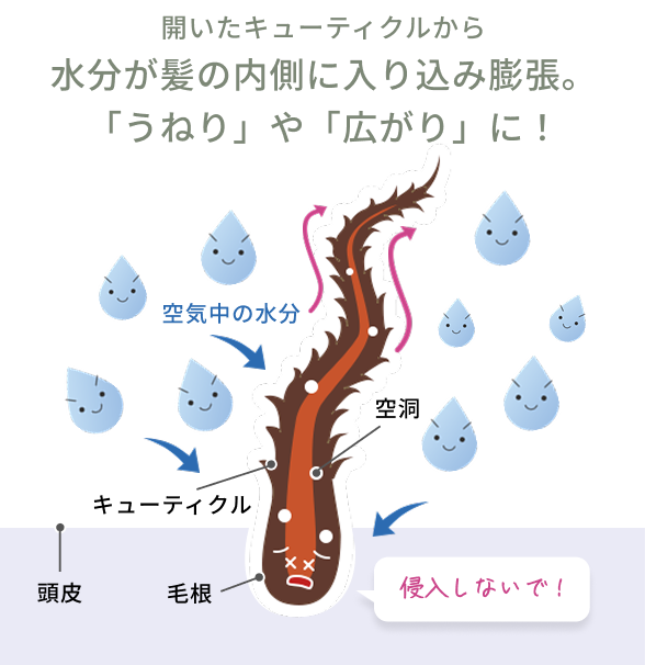 開いたキューティクルから水分が髪の内側に入り込み膨張。「うねり」や「広がり」に！  空気中の水分  空洞  頭皮  キューティクル  毛根  侵入しないで！