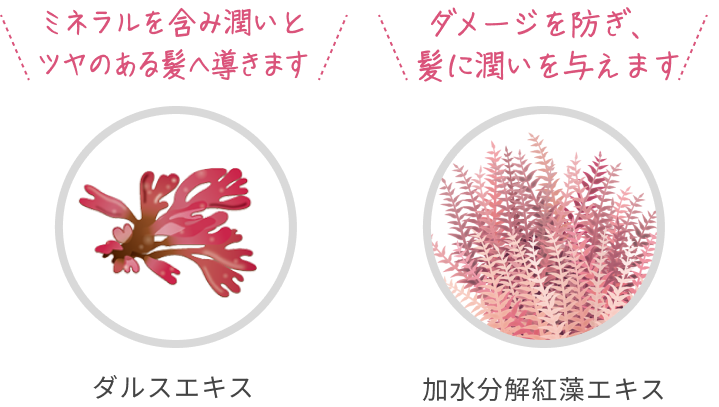 ミネラルを含み潤いとツヤのある髪へ導きます  ダルスエキス  ダメージを防ぎ、髪に潤いを与えます  加水分解紅藻エキス