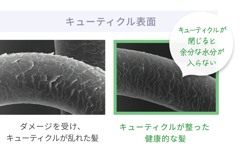 キューティクル表面  キューティクルが閉じると余分な水分が入らない  ダメージを受け、キューティクルが乱れた髪  キューティクルが整った 健康的な髪