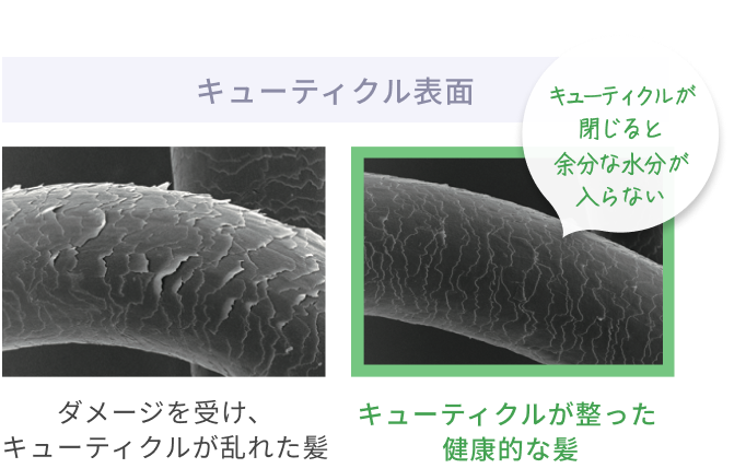 キューティクル表面  キューティクルが閉じると余分な水分が入らない  ダメージを受け、キューティクルが乱れた髪  キューティクルが整った 健康的な髪