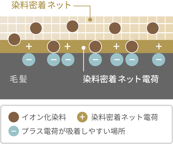 染料密着ネット 毛髪 染料密着ネット電荷 イオン化染料 染料密着ネット電荷 プラス電荷が吸着しやすい場所