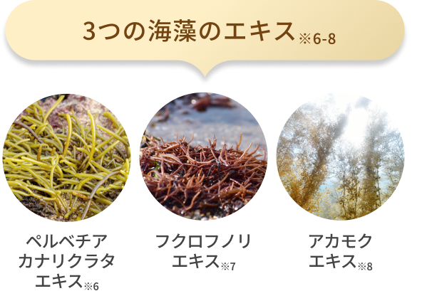 3つの海藻のエキス※6-8 ペルベチア カナリクラタ エキス※6 フクロフノリ エキス※7 アカモク エキス※8