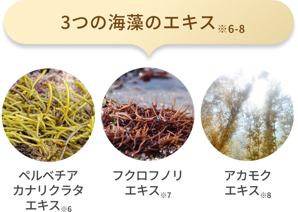 3つの海藻のエキス※6-8 ペルベチア カナリクラタ エキス※6 フクロフノリ エキス※7 アカモク エキス※8