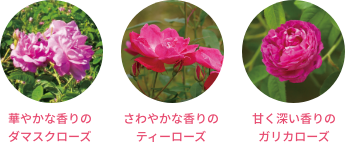 華やかな香りのダマスクローズ  さわやかな香りのティーローズ  甘く深い香りのガリカローズ