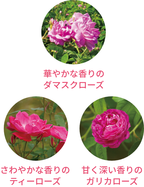 華やかな香りのダマスクローズ さわやかな香りのティーローズ 甘く深い香りのガリカローズ