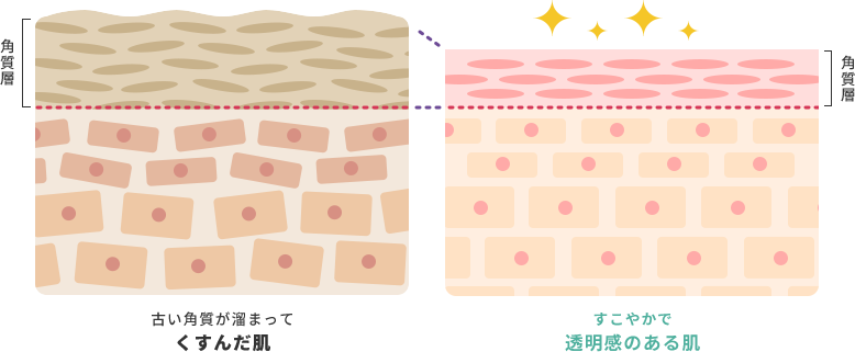 角質層  角質層  古い角質が溜まって くすんだ肌  すこやかで 透明感のある肌