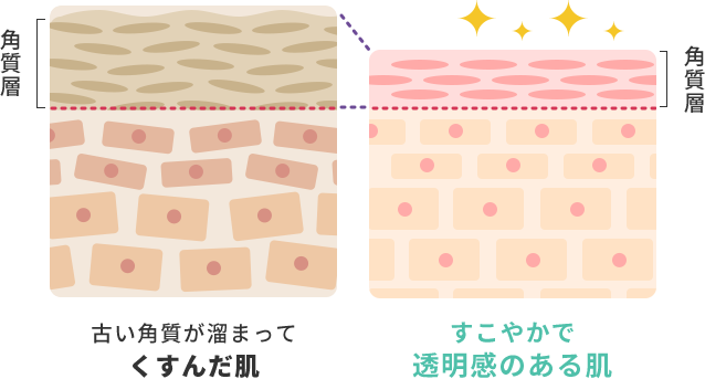 角質層  角質層  古い角質が溜まって くすんだ肌  すこやかで 透明感のある肌