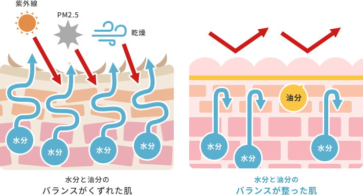 水分と油分の バランスがくずれた肌  水分と油分の バランスが整った肌