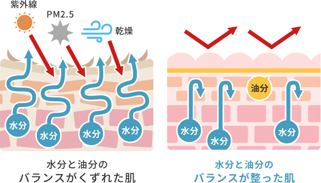 水分と油分の バランスがくずれた肌  水分と油分の バランスが整った肌