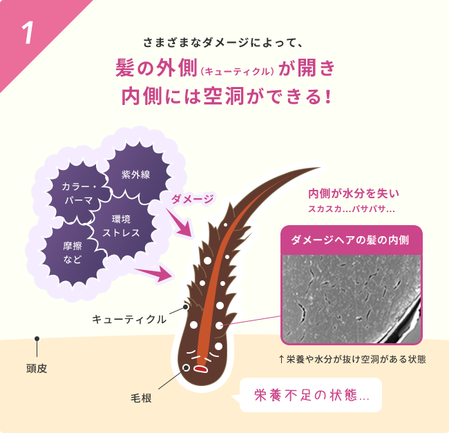 1  さまざまなダメージによって、髪の外側（キューティクル）が開き内側には空洞ができる！  紫外線 カラー・パーマ 環境ストレス 摩擦など  ダメージ  内側が水分を失いスカスカ...パサパサ...  ダメージヘアの髪の内側  ↑栄養や水分が抜け空洞がある状態  栄養不足の状態...
