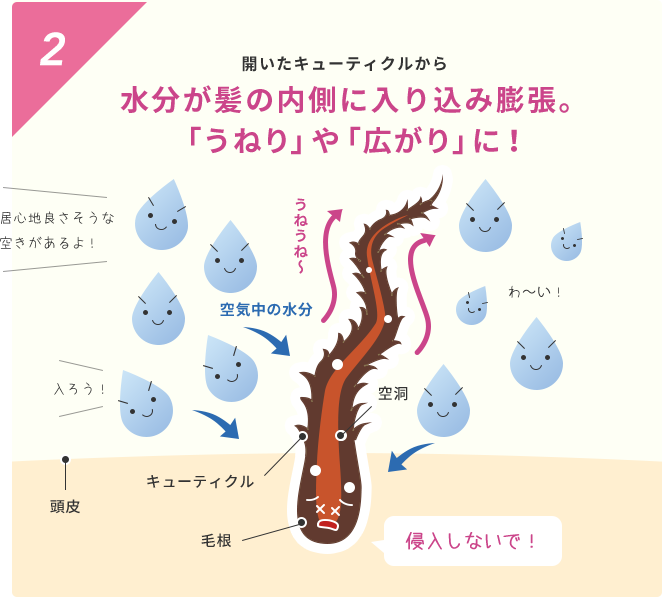 2  開いたキューティクルから水分が髪の内側に入り込み膨張。「うねり」や「広がり」に！  居心地良さそうな空きがあるよ！  うねうね〜  空気中の水分  入ろう！  わ〜い！  空洞  頭皮  キューティクル  毛根  侵入しないで！