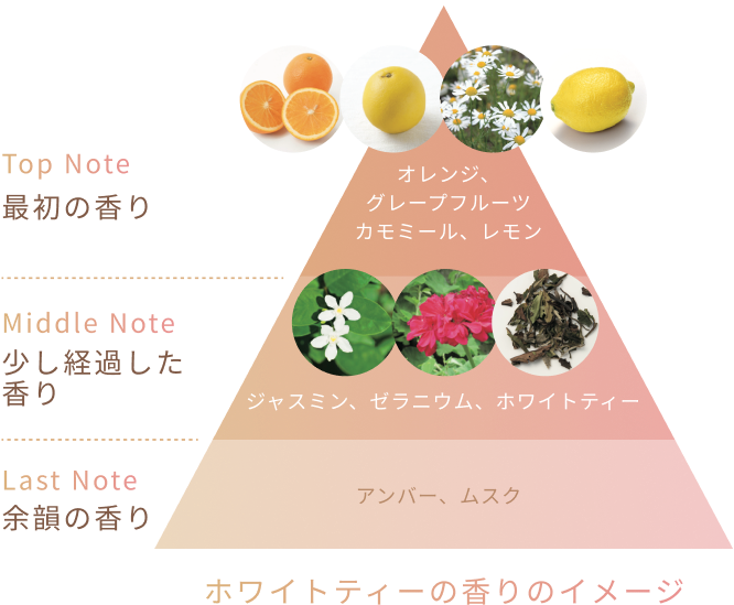 Top Note  最初の香り  オレンジ、グレープフルーツ カモミール、レモン  Middle Note  少し経過した香り  ジャスミン、ゼラニウム、ホワイトティー  Last Note  余韻の香り  アンバー、ムスク ホワイトティーの香りのイメージ