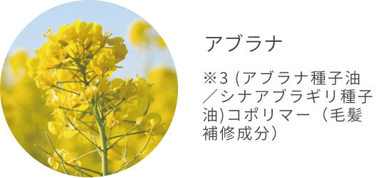アブラナ  ※3 (アブラナ種子油／シナアブラギリ種子油) コポリマー（毛髪補修成分）