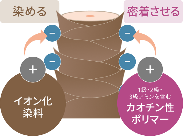 染める 密着させる イオン化染料 1級・2級・3級アミンを含む カオチン性ポリマー
