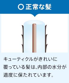 正常な髪 キューティクルがきれいに覆っている髪は、内部の水分が適度に保たれています。