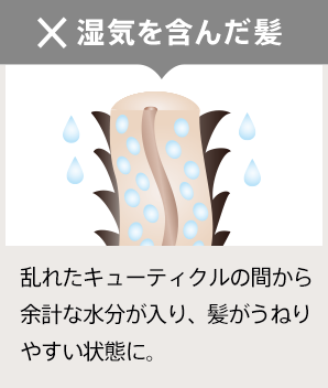 湿気を含んだ髪 乱れたキューティクルの間から余計な水分が入り、髪がうねりやすい状態に。