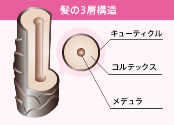 髪の3層構造 キューティクル コルテックス メデュラ