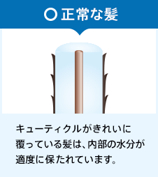 正常な髪 キューティクルがきれいに覆っている髪は、内部の水分が適度に保たれています。