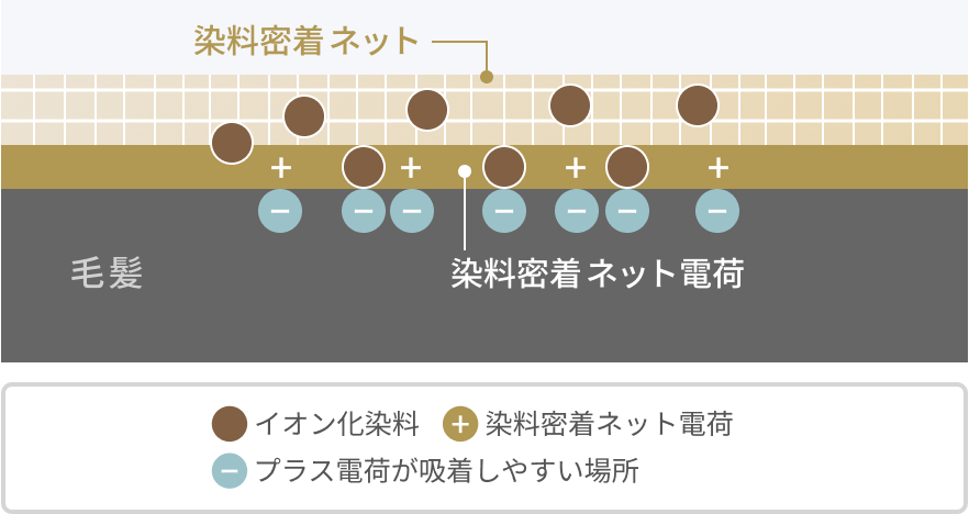 染料密着ネット  毛髪  染料密着ネット電荷  イオン化染料  染料密着ネット電荷  プラス電荷が吸着しやすい場所