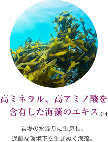 高ミネラル、高アミノ酸を含有した海藻のエキス ※4  岩場の水溜りに生息し、過酷な環境下を生きぬく海藻。