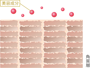 美容成分 角質層