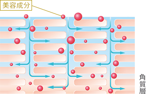 美容成分 角質層