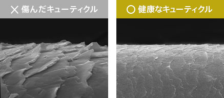 × 傷んだキューティクル 〇 健康なキューティクル