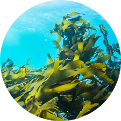 高ミネラル、高アミノ酸を含有 海藻のエキス