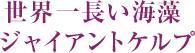 世界一長い海藻 ジャイアントケルプ